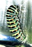 Papilio machaon Guyonnet Antoine Niort 79 {JPEG}