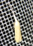 Coleophora sp 1 Guyonnet Antoine Paizay-Naudouin-Embourie 16 15072021 {JPEG}