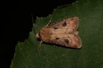 Agrotis exclamationis Roques Olivier Bords 17 01082015 {JPEG}