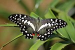 Papilio demodocus Vanier Pascal Saint-Denis de la Réunion 15072009 {JPEG}