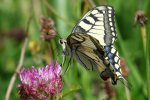 Papilio machaon Biard Patrick Pleaux 15 10072011 {JPEG}