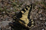 Papilio machaon Fichard Vanessa Le Môle 74 16072011 {JPEG}