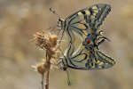 Papilio machaon Vogel Gérard Mt St Loup Agde 34 29082006 {JPEG}