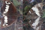 Papillon-Brintesia-circe-Thiors-79-27082006-Guyonnet {JPEG}