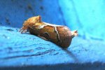 Papillon Triodia sylvina 16 Coutureau 13092006 {JPEG}