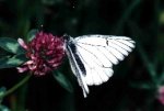 Papillon Aporia crataegi Saint-Agnant 17 Guyonnet Antoine {JPEG}