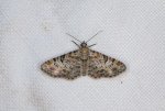 Eupithecia laquaearia Champarnaud Claude Sainte-Gemme 17 15072018 {JPEG}