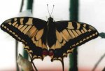 Papilio machaon Guyonnet Antoine Niort 79 {JPEG}