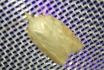 Acleris sparsana Guyonnet Antoine Paizay-Naudouin-Embourie 16 15072021 {JPEG}
