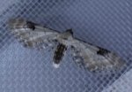 Eupithecia centaureata Charles Geneviève Saint-Jean d&#39;Angély 17 04072014 {JPEG}