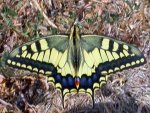 Papilio machaon Guyonnet Antoine Peniscola Province de Castellon Espagne 26072005 {JPEG}