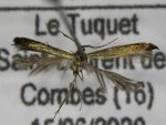 Coleophora mayrella AC-13308 Marsteau Christine Saint-Laurent des Combes 16 15062020 {JPEG}