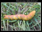Acherontia atropos Charneau Damien Taponnat-Fleurignac 16 14082013 {JPEG}