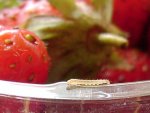 A déterminer sur fraisier 10 mm Boivin J Moissac 82 11092010 {JPEG}