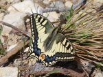 Papilio machaon Porteneuve Jean-Jacques Calvisson 30 31032013 {JPEG}