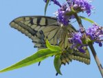 Papilio machaon Porteneuve Jean-Jacques Espagne Catalogne 10072011 {JPEG}