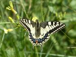Papilio machaon Porteneuve Jean-Jacques Portsall (Ploudamézeau) 29 31052017 {JPEG}