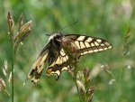 Papilio machaon Blanc Josselyne et Porteneuve Jean-Jacques Yssingeaux 43 15062011 {JPEG}