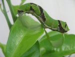 Papilio demodocus D&#39;Angelo Adriano St Paul de la Reunion 08052008 {JPEG}