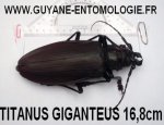 Guyane entomologie {JPEG}