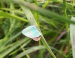 Callophrys rubi Klopp Carine 24052005 {JPEG}