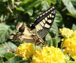 Papilio machaon Brunet Claudie Porto Vecchio 2A 19092010 {JPEG}