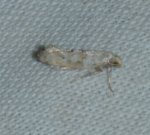Epermeniidae sp (Epermenia insecurella) West Hazel Saint-Dizant du Gua 17 22082016 {JPEG}