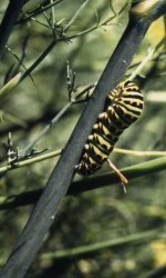 Papilio machaon Le Mao Patrick Mordreuc Pleudihen-sur-Rance 22 31081997 {JPEG}