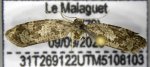 Cnephasia stephensiana AG-130 Guyonnet Antoine Hanc 79 09092020 {JPEG}