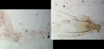 Ephestia parasitella femelle AC-7588 {JPEG}
