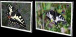 Papilio machaon Tronsson Jacques Strasbourg 67 19052010 {JPEG}