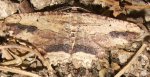 Menophra abruptaria Blanc josselyne Savas 07 15042007 {JPEG}