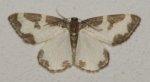 Lomaspilis marginata Blanc Josselyne Savas 07 11052012 {JPEG}