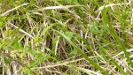 Callophrys rubi Meyer Daniel Pamproux 79 14052010 {JPEG}
