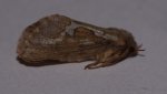 Korscheltellus lupulinus Peraud Joseph Matha 17 13052015 {JPEG}