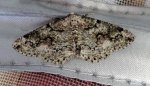 Cleorodes lichenaria Boucher David Sansais 79 23052019 {JPEG}