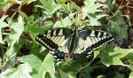 Papilio machaon Gourgues Martine Castelnau 47 13052010 {JPEG}
