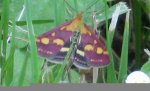 Pyrausta purpuralis Fausten Ségolène PFASTATT 68 28062008 Photo_356 {JPEG}