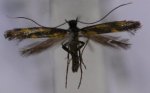 Euspilapteryx auroguttella Guyonnet Antoine Villiers en Bois 79 08092012 {JPEG}