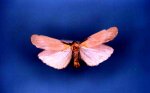 Lithosia quadra Collection Levesque Robert {JPEG}