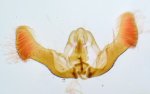 Eucosma cana mâle AG-335 Miteu Martine Genneton 79 17072021 {JPEG}
