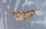 Eupithecia inturbata Champarnaud Claude Saint-Jean d&#39;Angle 17 25062018 {JPEG}