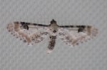 Eupithecia centaureata Huberson Sophie Vaux sur Mer 17 13092016 {JPEG}