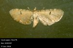 Eupithecia absinthiata Guyonnet Antoine Niort 79 30051997 {JPEG}