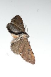 Eupithecia assimilata Le Mao Patrick La Rougeolais Saint-Pierre-de-Plesguen (35) 08052009 {JPEG}