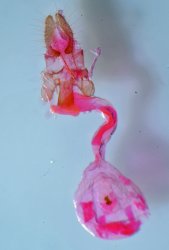 Acleris variegana femelle AG-277 Miteu Martine Genneton 79 17072021 {JPEG}