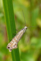 Glyphipteryx thrasonella Le Mao Patrick Les Briantais Lancieux (22) 21052009 {JPEG}