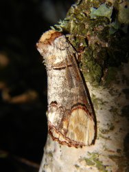 Phalera bucephala Porteneuve Jean-Jacques Brioude 43 24062010 {JPEG}