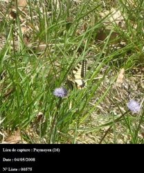 Papilio machaon Dorvaux Karine Puymoyen 16 04052008 {JPEG}