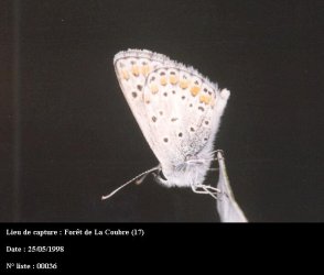 Aricia agestis Guyonnet Antoine Forêt de La Coubre 17 25051998 {JPEG}